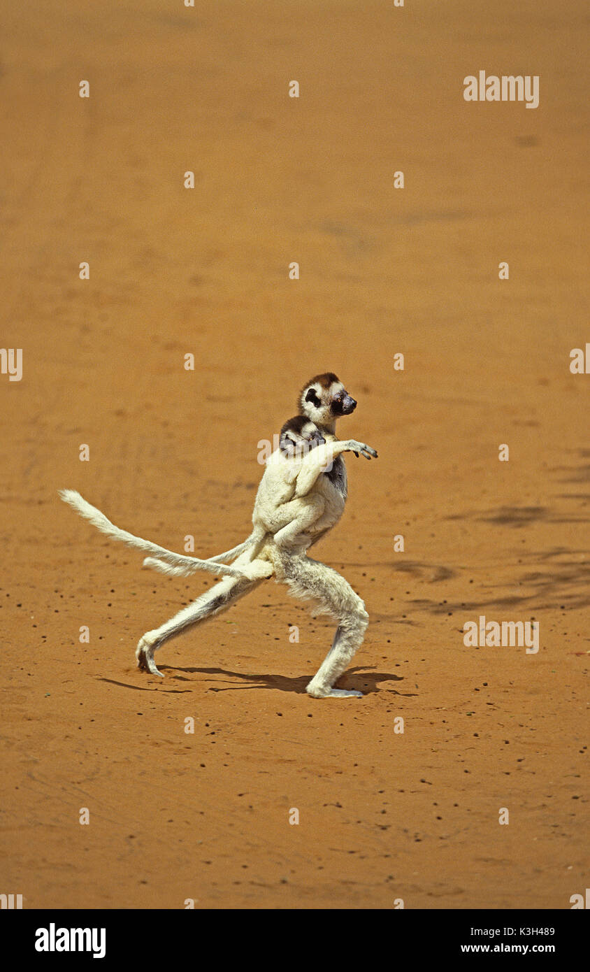 Verreaux's Sifaka, propithecus verreauxi, Mother carrying Yound on its back,  Hopping across open Ground, Berent Reserve in  Madagascar Stock Photo