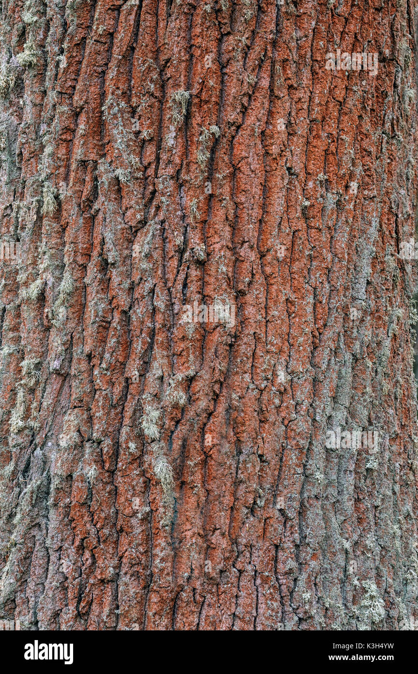 Natural Science, Tree trunk closeup Stock Photo