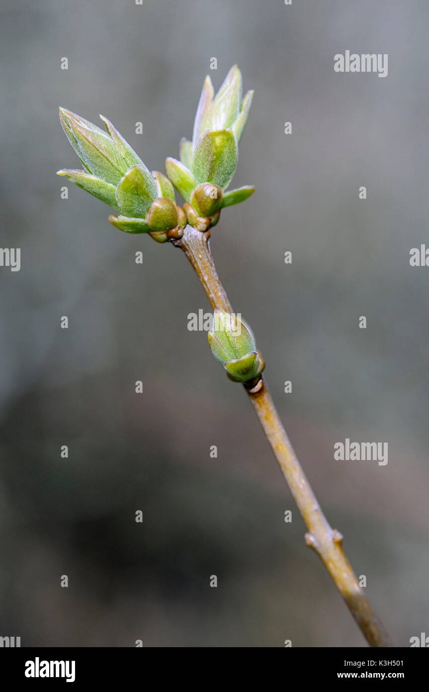 Natural Science, Spring buds on branch of a tree Stock Photo
