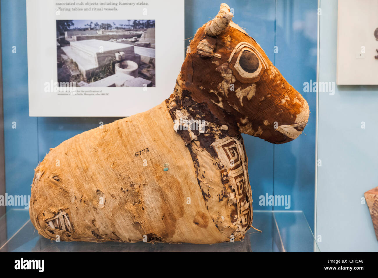 England, London, British Museum, Exhibit of Egyptian Mummy of Sacred Bull Stock Photo