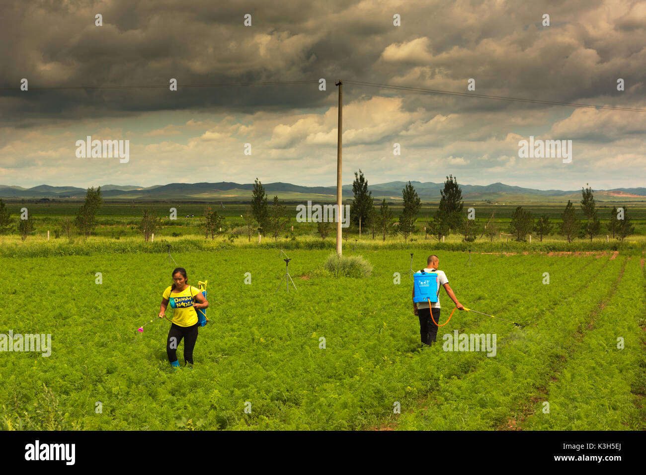 Inner Mongolia, China- July 27, 2017: Unidentified people apply agricultural pesticide spraying to the field in rural areas of Inner Mongolia. Stock Photo