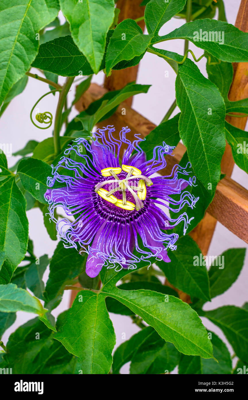 Passion Flower (Passiflora incarnata) Stock Photo