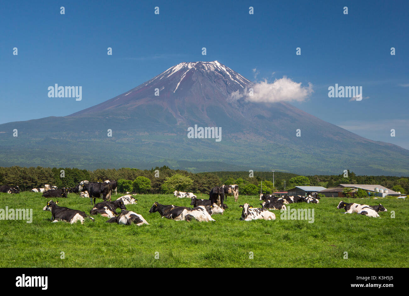 Japan, Shizuoka Province, Cows at Mount Fuji West side Stock Photo