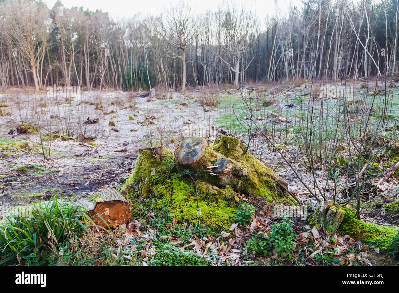 England, Kent, Woods Stock Photo
