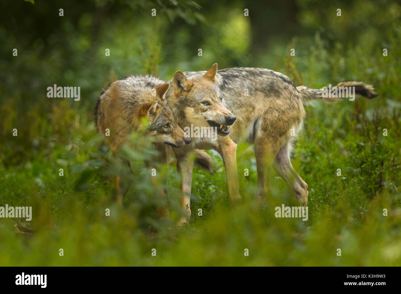 European Gray Wolf, Canis lupus lupus, two Wolves, Germany Stock Photo