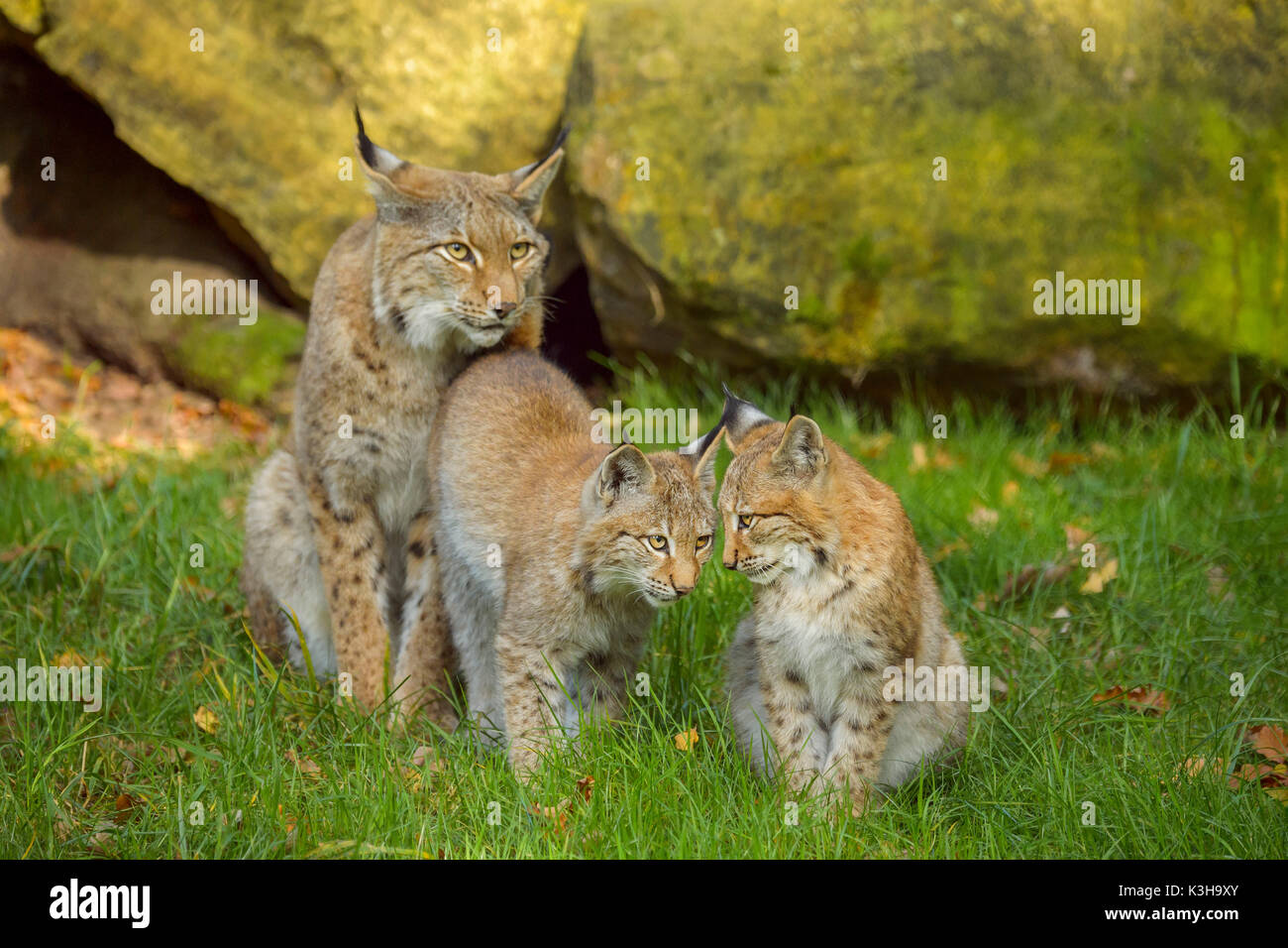 Eurasian Lynx, Lynx lynx, Female with Two Kittens, Europe Stock Photo