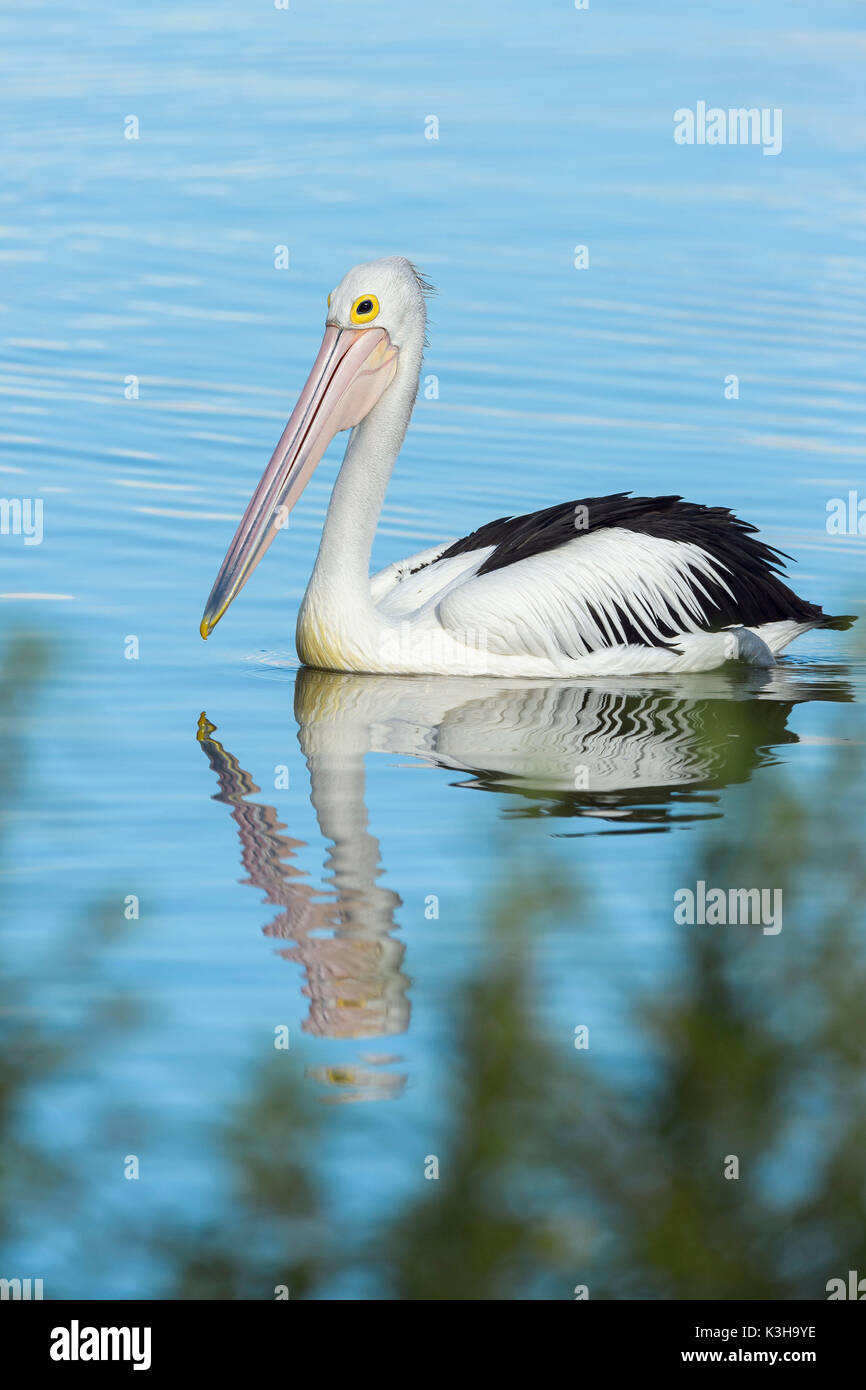 Australian Pelican, Pelecanus conspicillatus, Rockhampton, Queensland, Australia Stock Photo