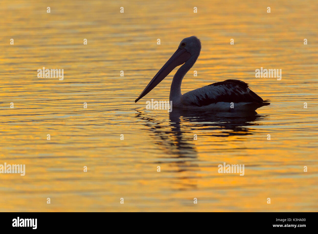 Australian Pelican, Pelecanus conspicillatus, at Sunset, Rockhampton, Queensland, Australia Stock Photo