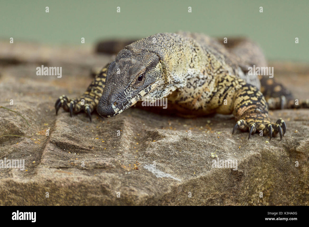 Lace Monitor, Varanus varius, Rockhampton, Queensland, Australia Stock Photo Alamy