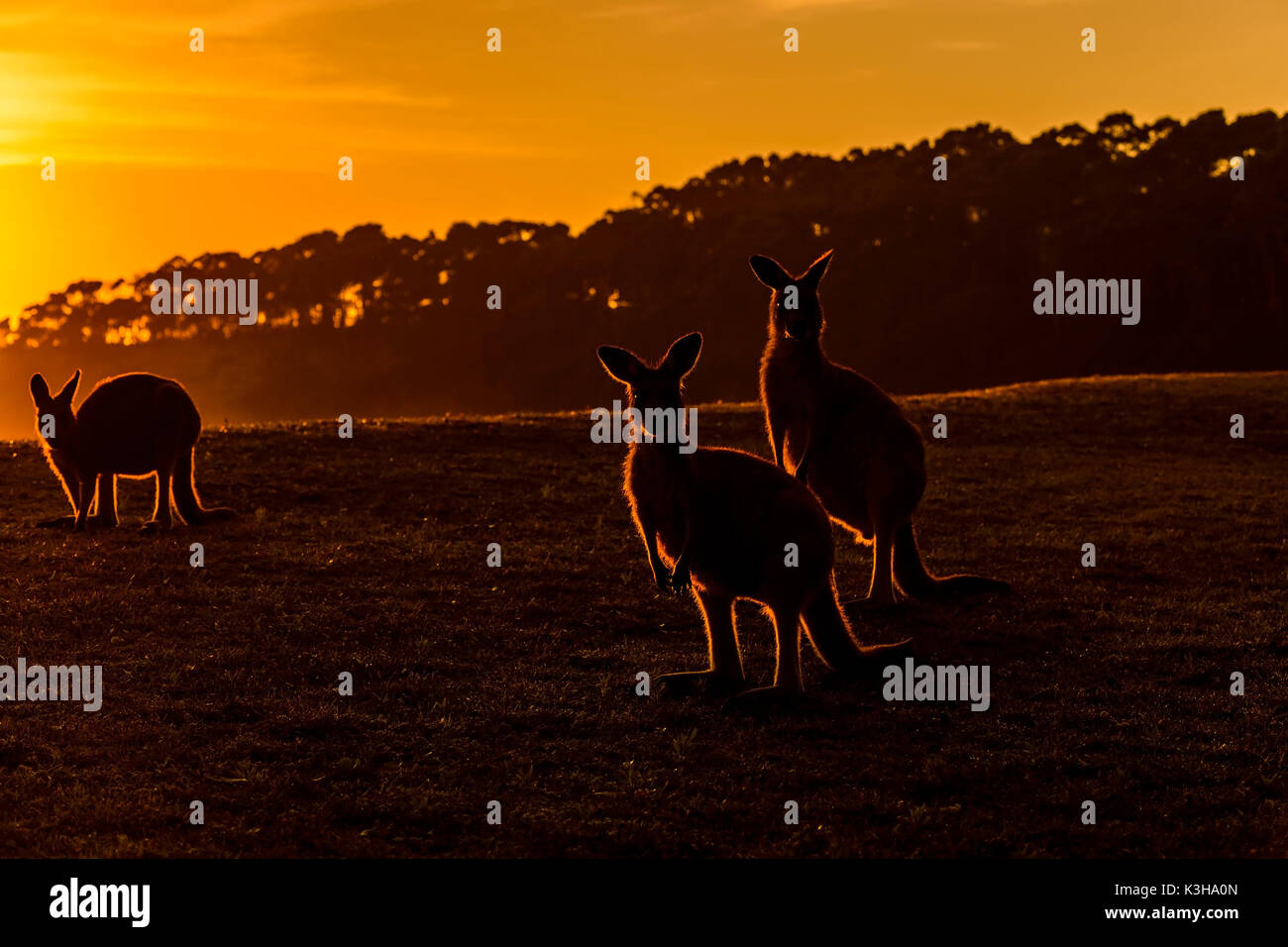 Grey Kangaroo, Macropus giganteus, Group of Animals at Sunrise, Murramarang National Park, New South Wales, Australia Stock Photo