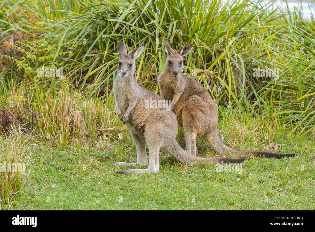 Grey Kangaroo, Macropus giganteus, two Animals, Murramarang National Park, New South Wales, Australia Stock Photo
