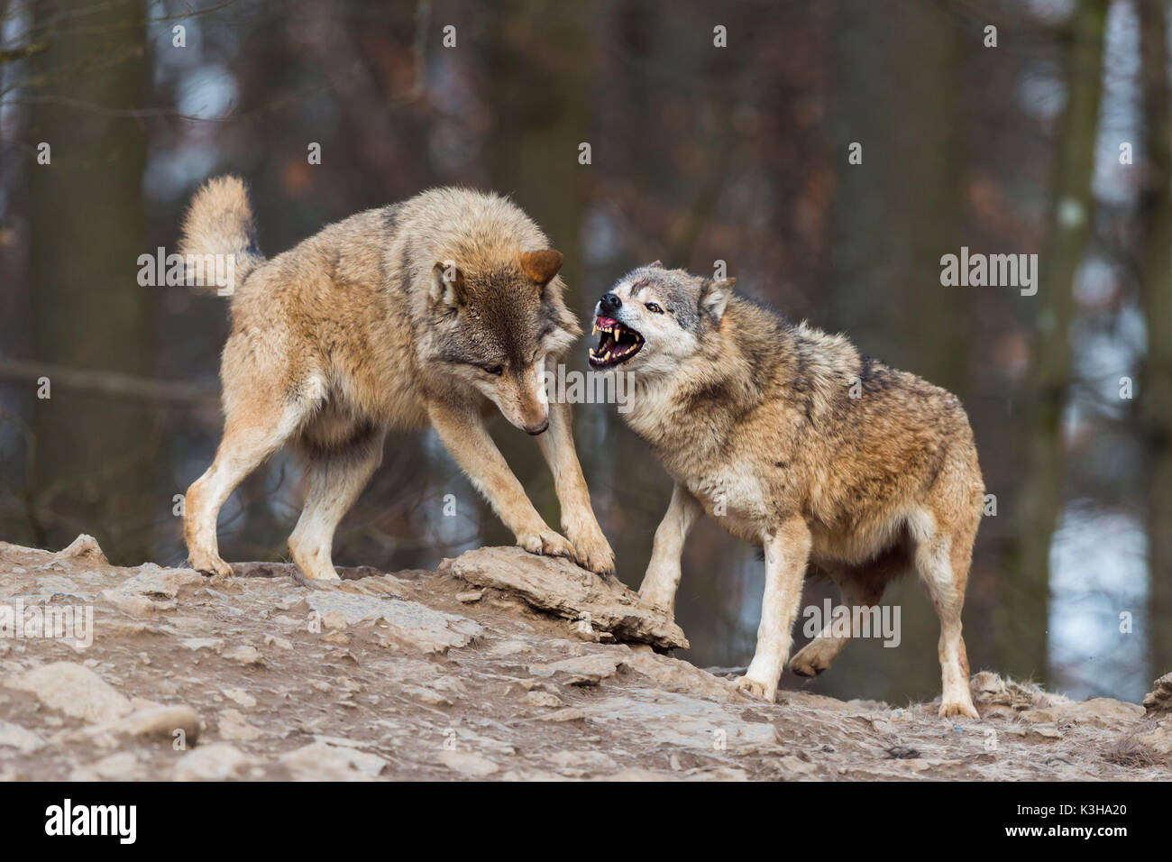 Wolves battle in the mating period hires stock photography and images
