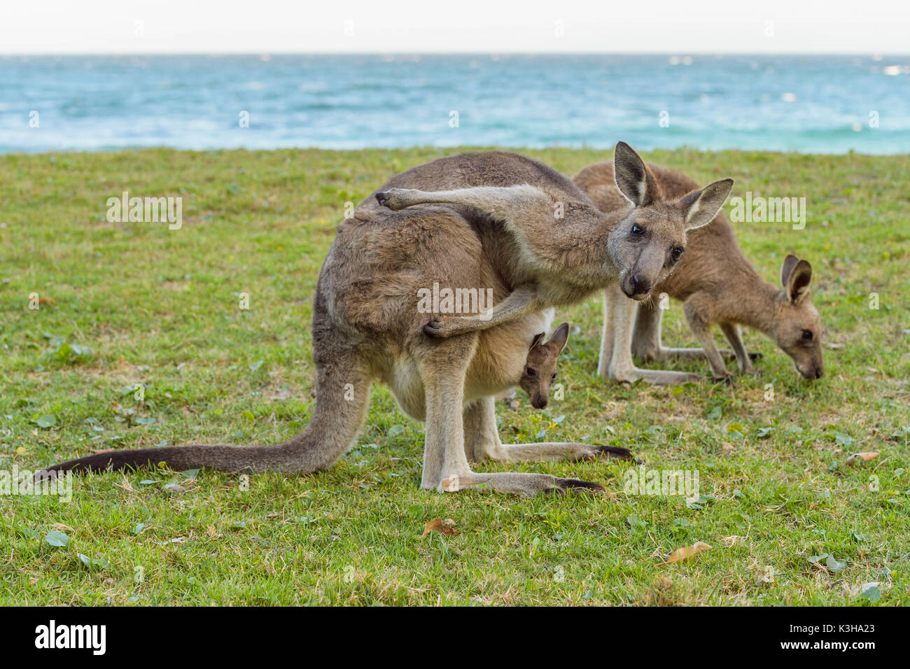 Grey Kangaroo, Macropus giganteus, Female with Joey in Pouch, Murramarang National Park, New South Wales, Australia Stock Photo