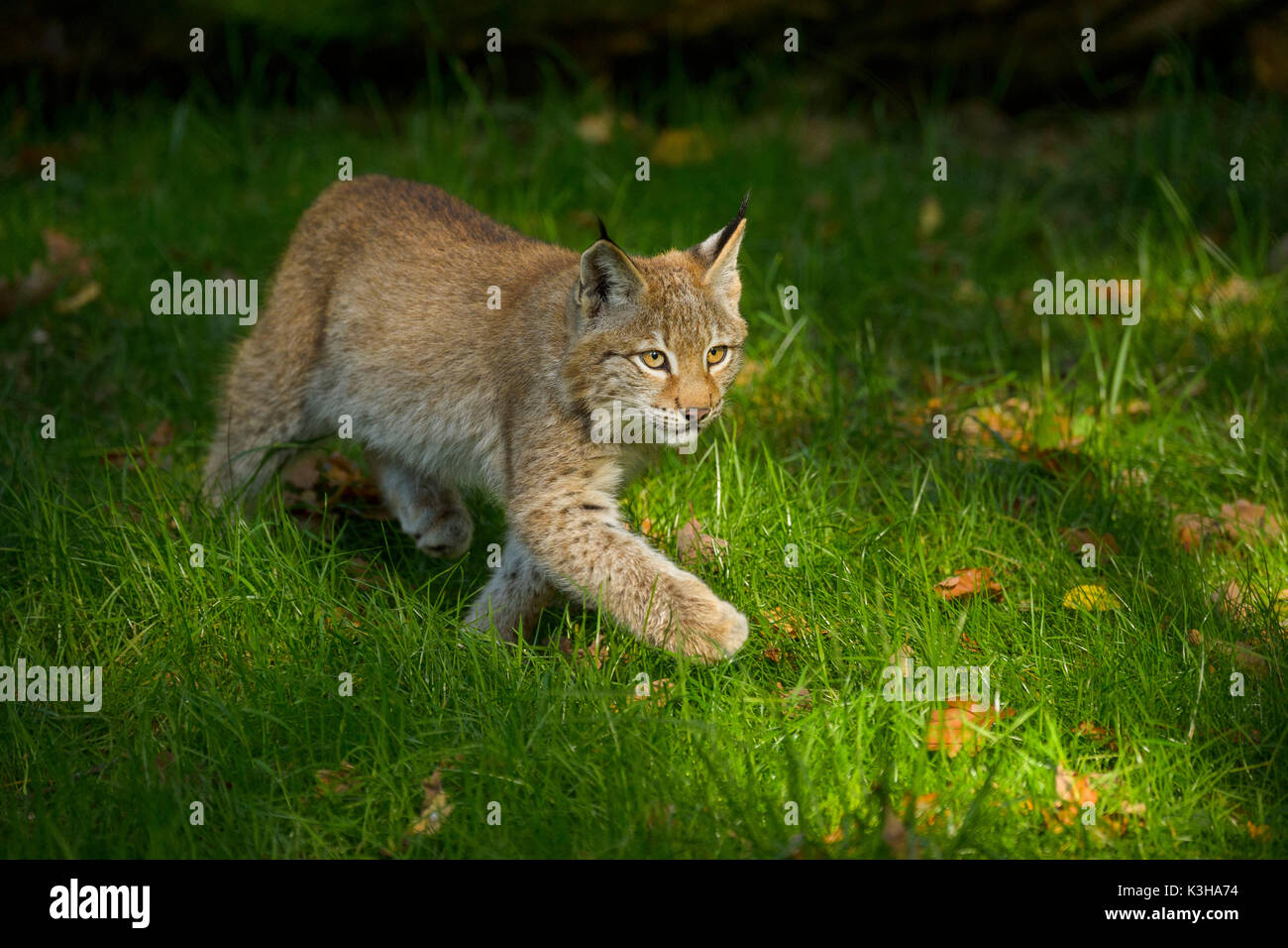 Eurasian Lynx, Lynx lynx, Kitten, Germany, Europe Stock Photo - Alamy