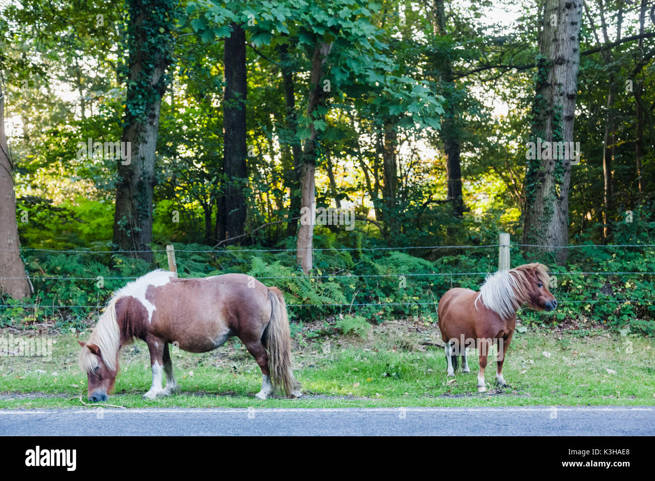 England, Hampshire, New Forest, Ponies Grazing on Roadside Stock Photo