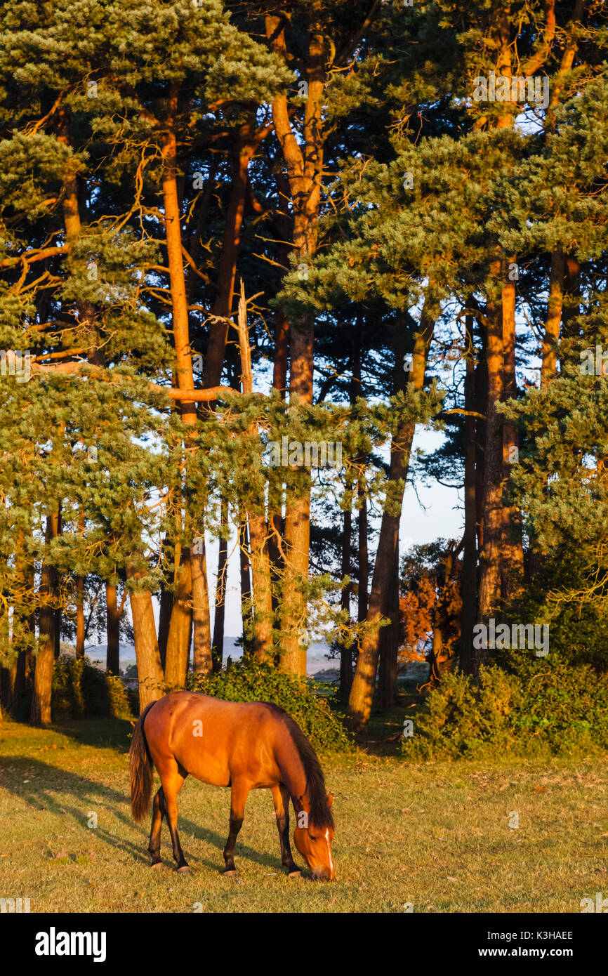 New forest woodland hi-res stock photography and images - Alamy