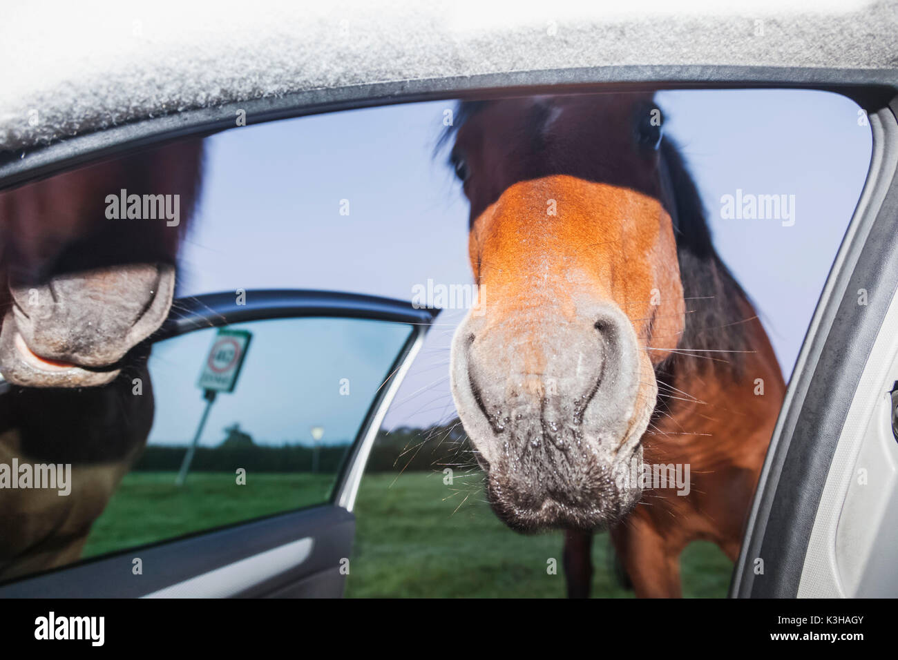 England, Hampshire, New Forest, Horse Looking into Car Stock Photo