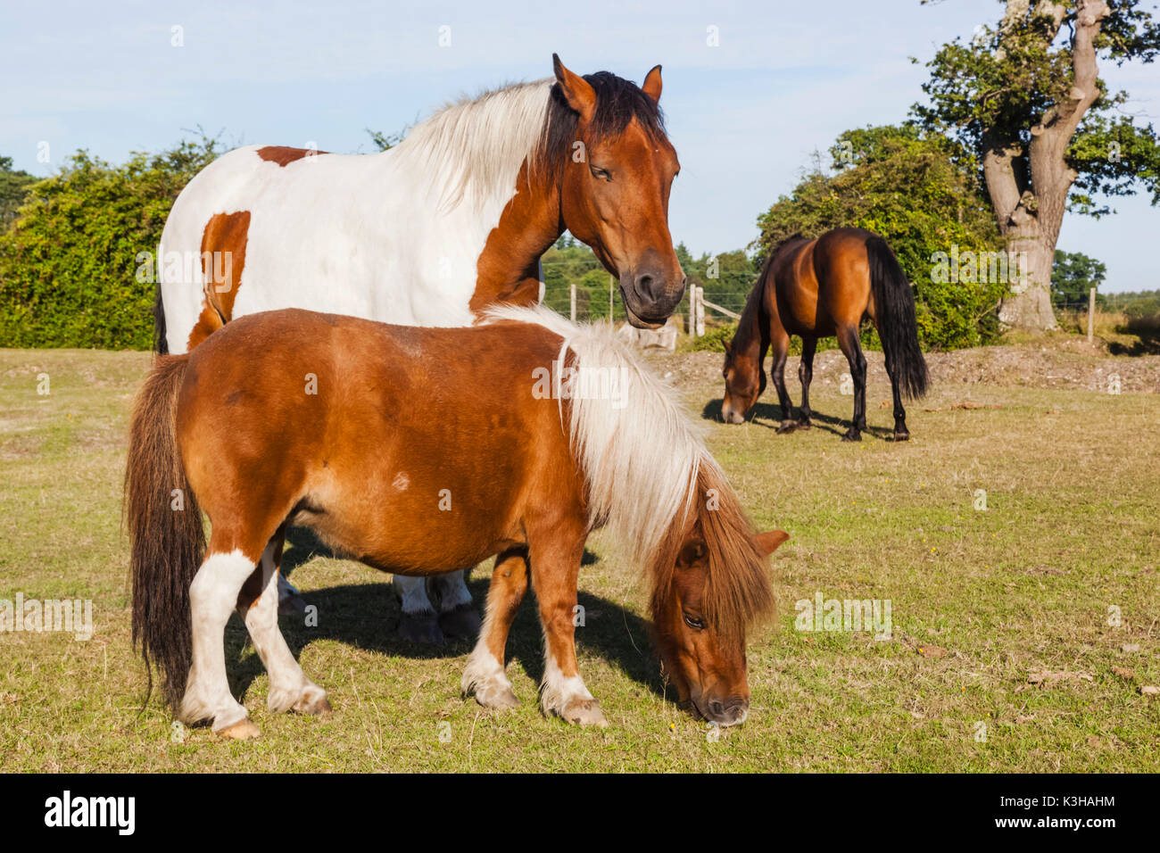 England, Hampshire, New Forest, Ponies Grazing Stock Photo