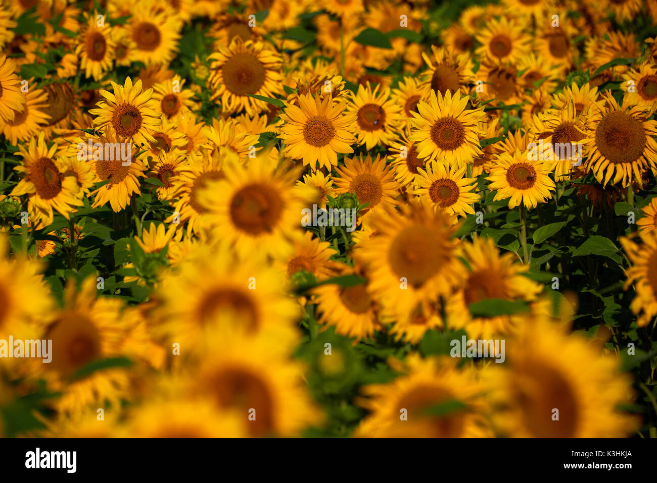 pretty yellow sunflowers in field Stock Photo - Alamy