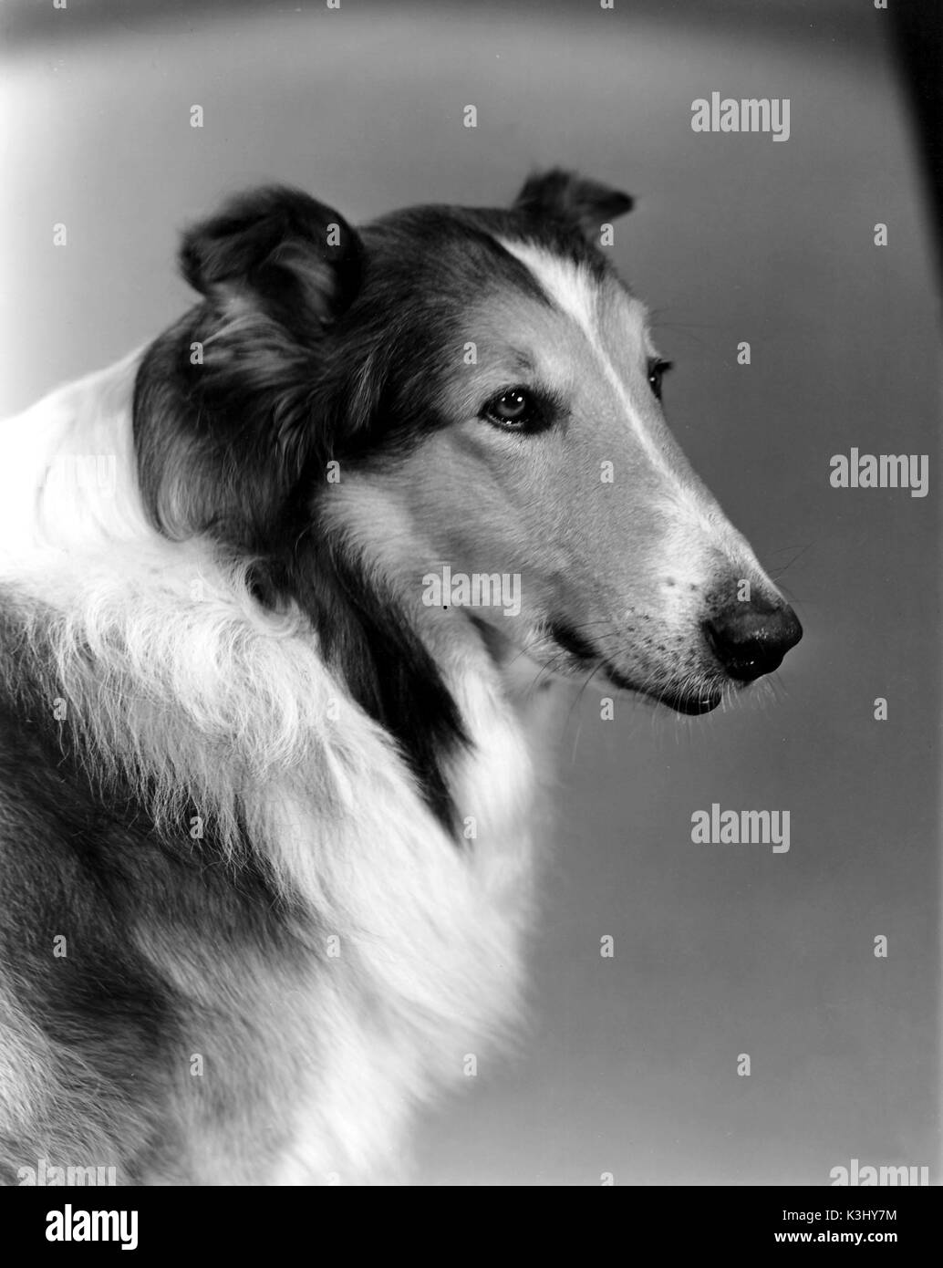 Lassie film movie hi-res stock photography and images - Page 2 - Alamy