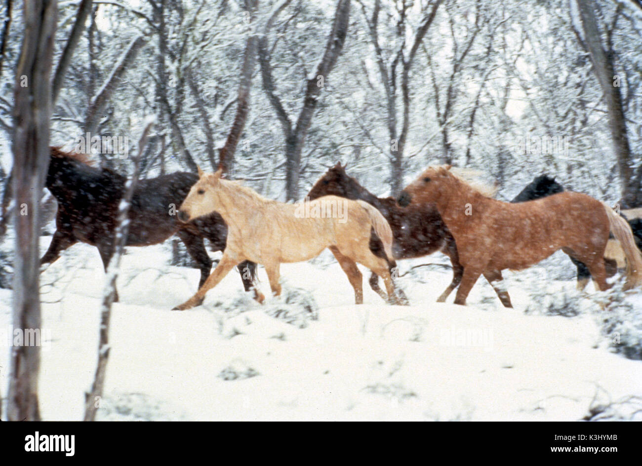 THE SILVER BRUMBY      Date: 1993 Stock Photo