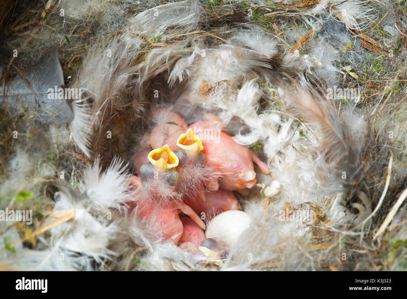 A small birds nest Stock Photo