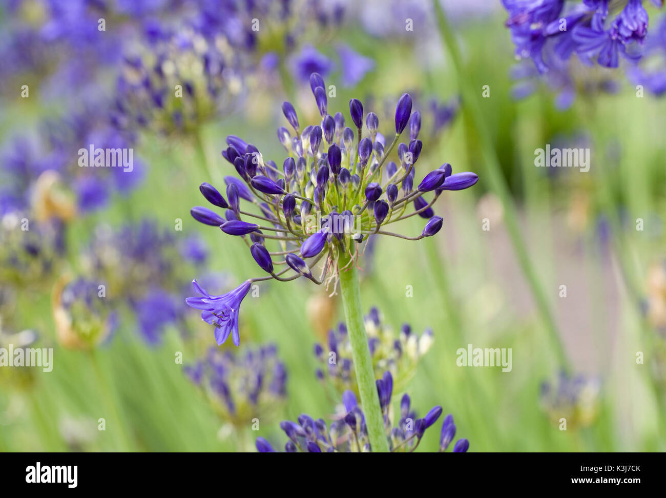 Agapanthus 'Sally Anne' flowers. Stock Photo