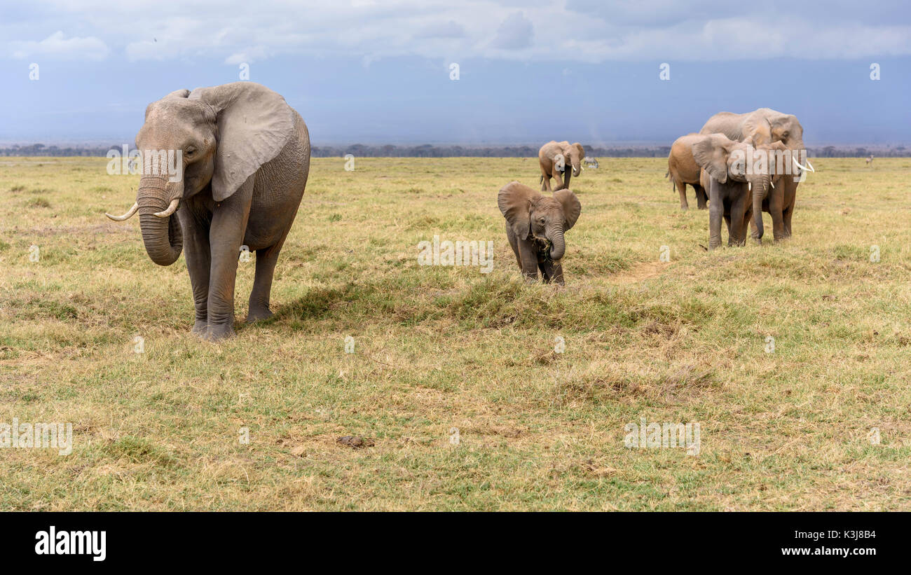 Elephant, Amboseli National Park, Kenya Stock Photo