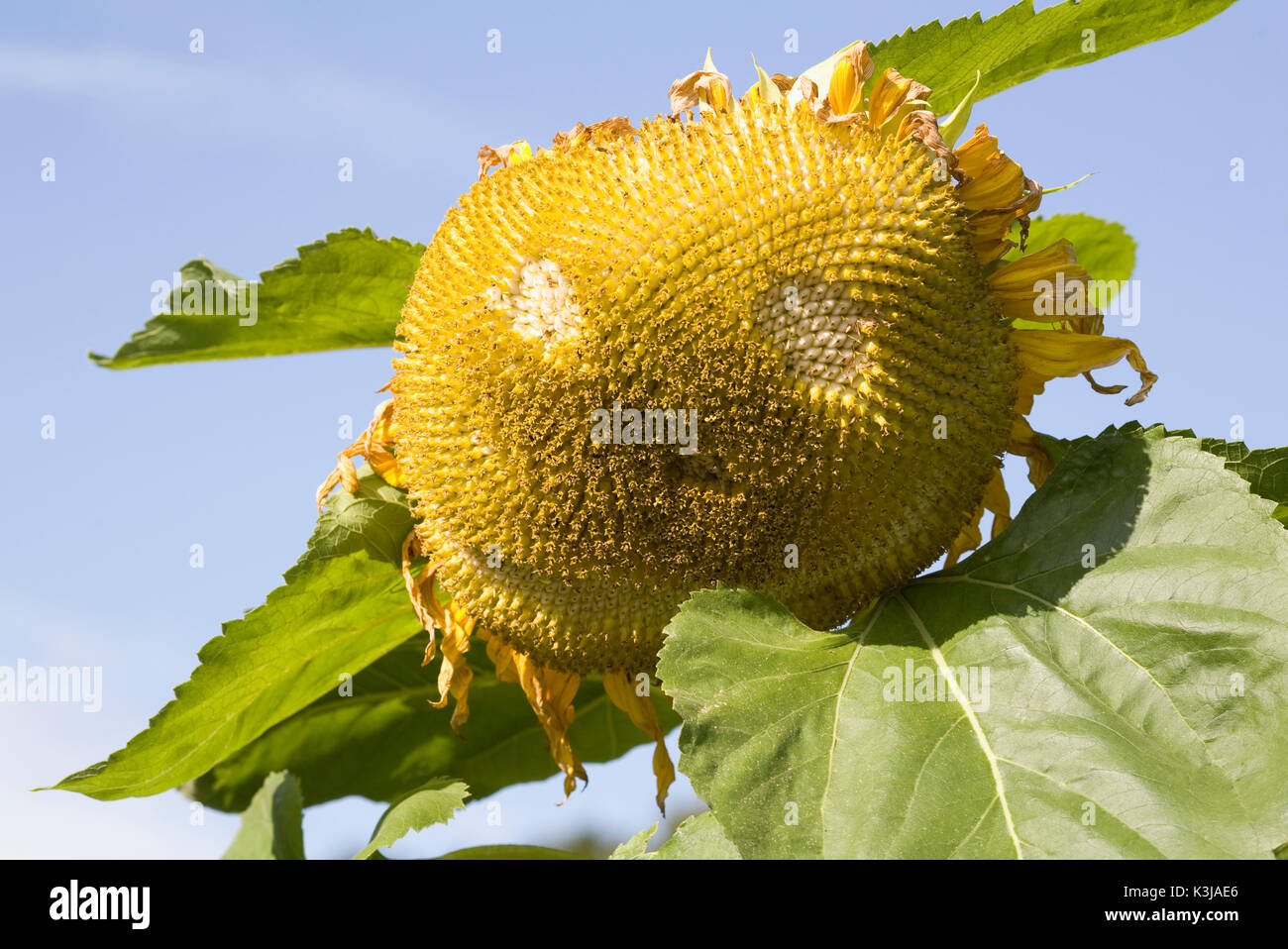 Helianthus annuus. Large sunflower gone to seed. Stock Photo