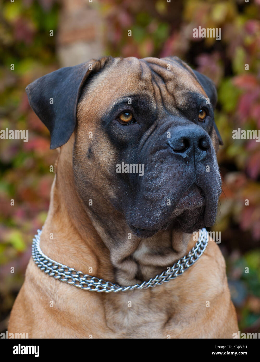 Eyes amber-colored.  Closeup portrait of rare breed of dog South African Boerboel on the background of autumn grape leaves. South African Mastiff. Stock Photo