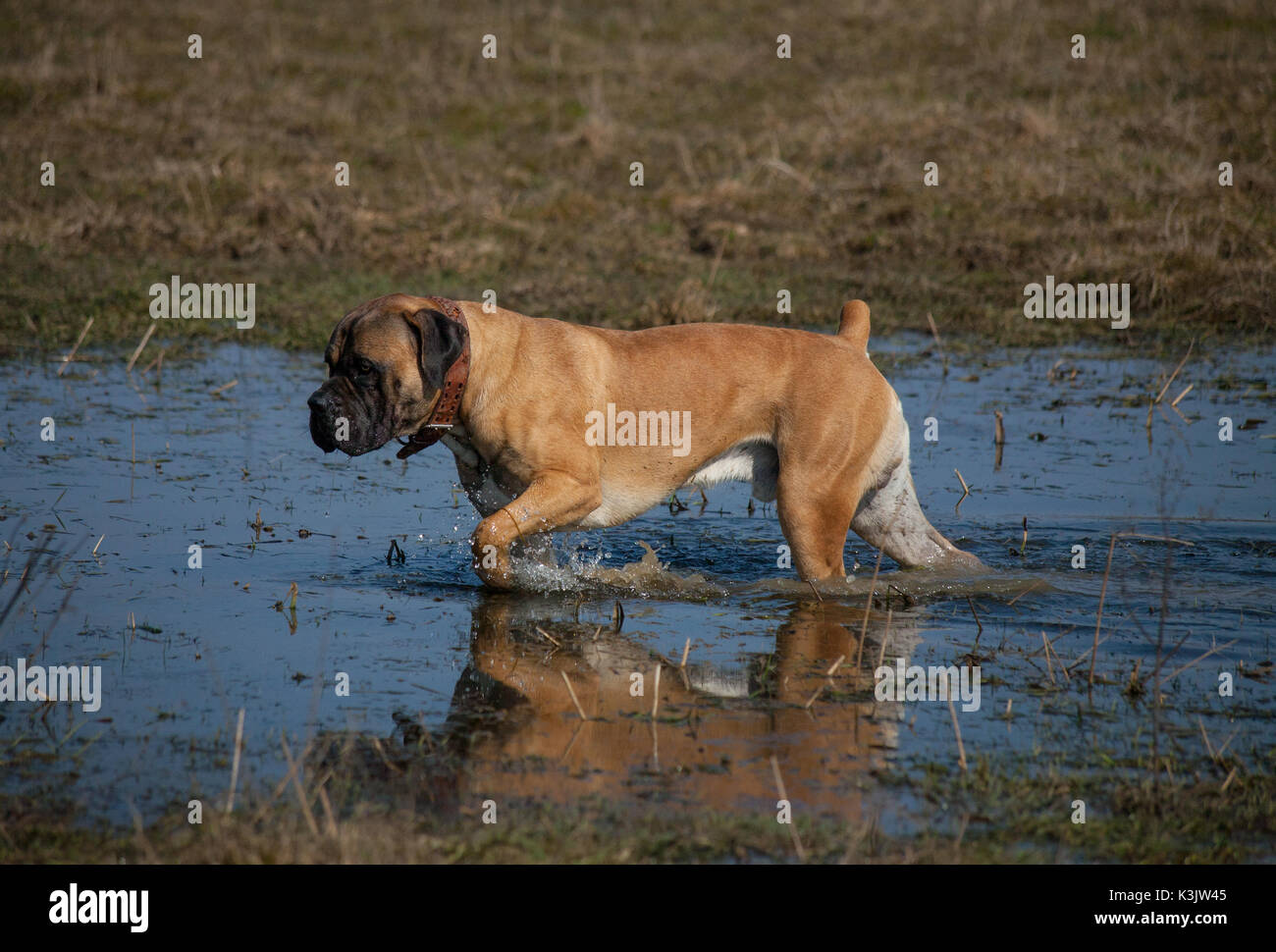 Autumn. Closeup portrait of a rare breed of dog - South African Boerboel (South African Mastiff)  on the background of falling leaves. Stock Photo