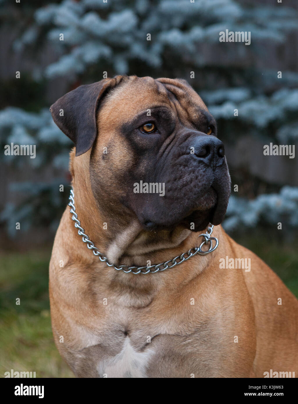 Closeup portrait of a rare breed of dog - South African Boerboel (South African Mastiff) Stock Photo