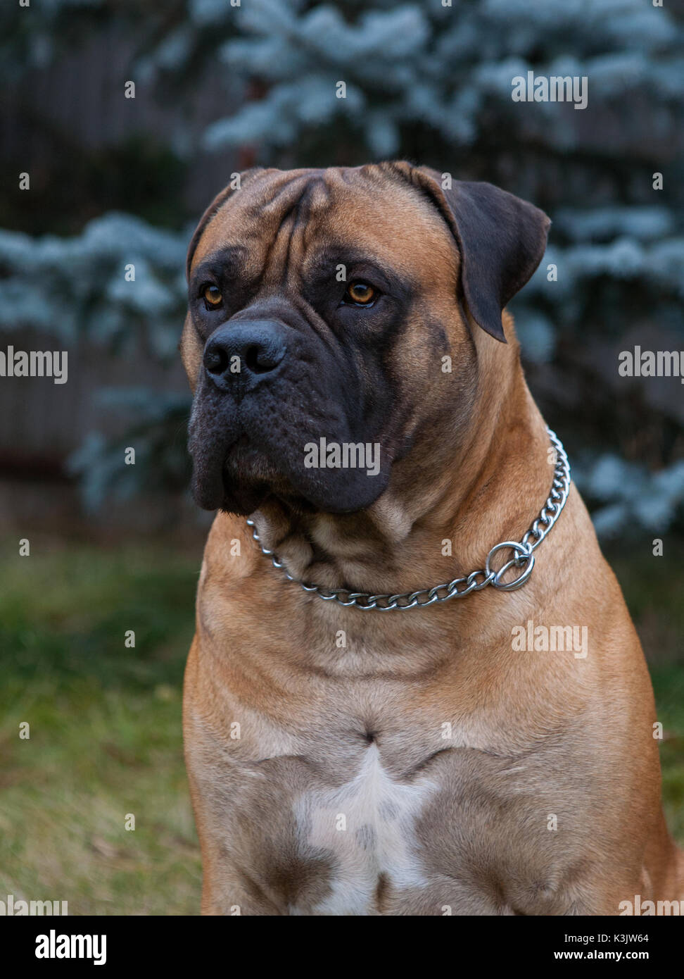 Rare dog breeds hi-res stock photography and images - Alamy