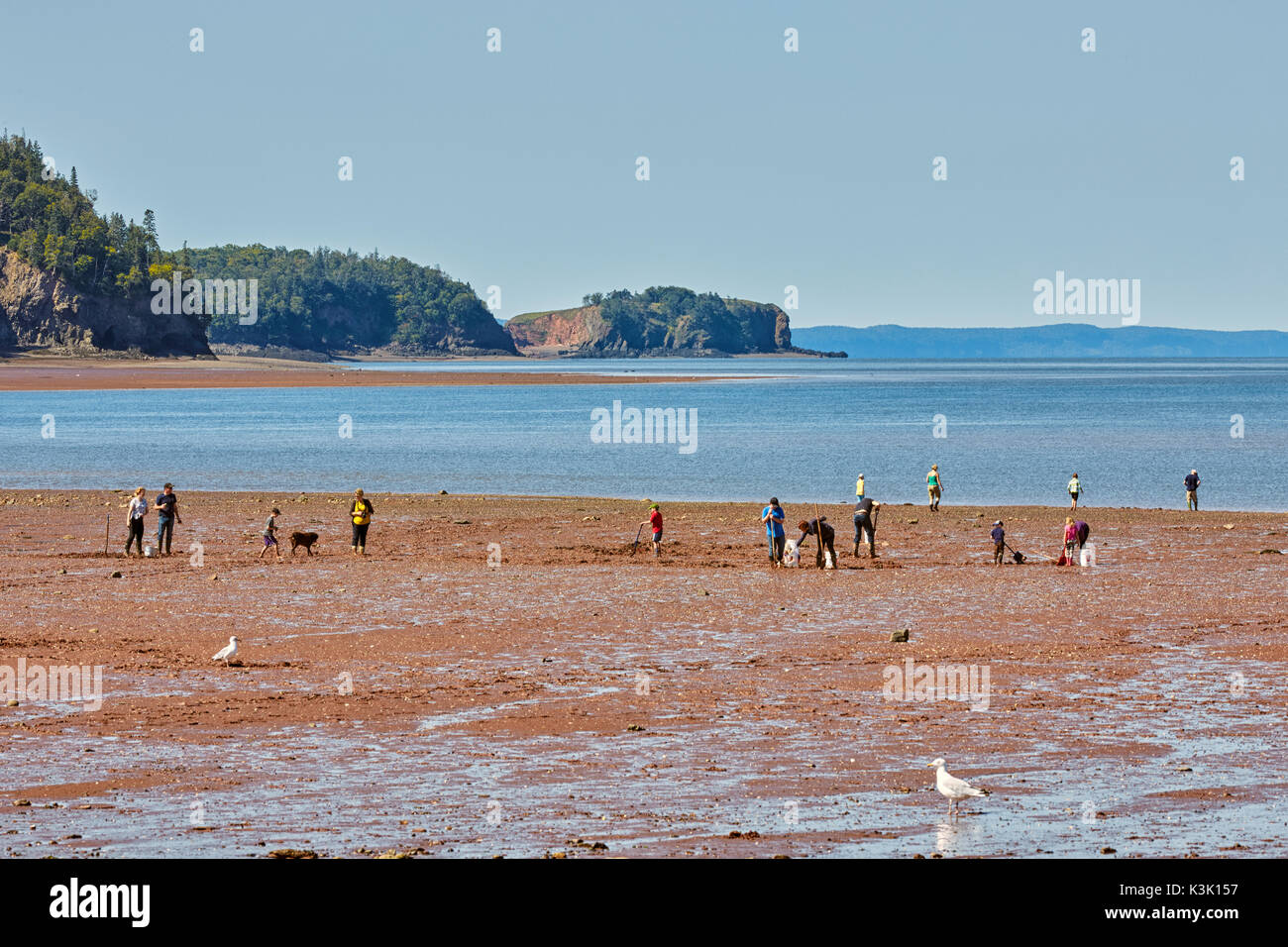 Fundy clam digging nova scotia hires stock photography and images Alamy