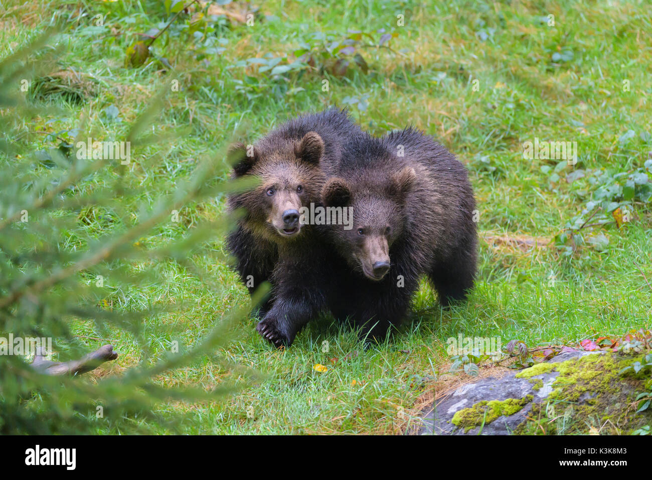 Brown Bear, Ursus arctos, Two cubs, Bavaria, Germany Stock Photo - Alamy