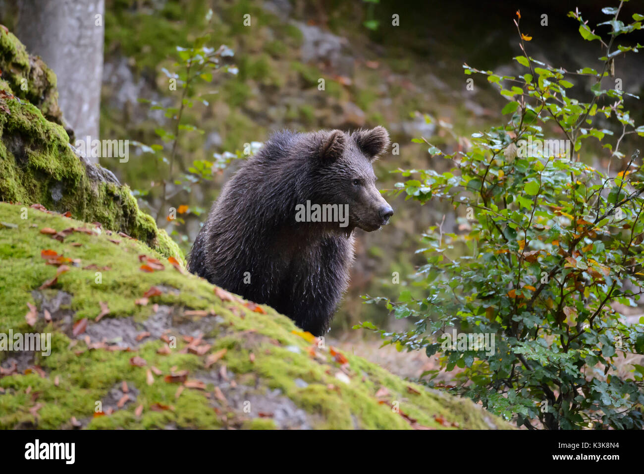 Brown Bear, Ursus arctos, Cub, Bavaria, Germany Stock Photo - Alamy