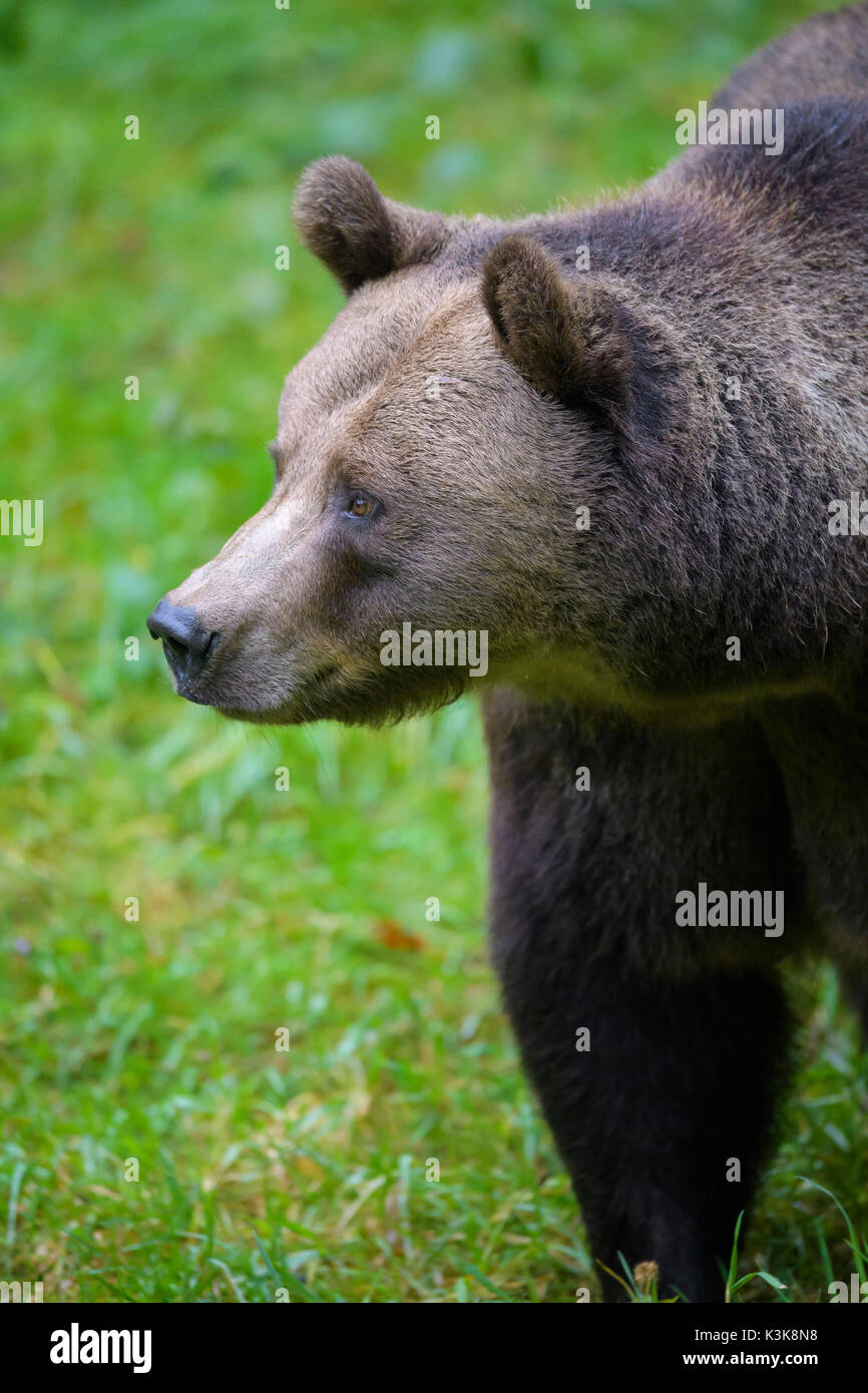 Brown Bear, Ursus arctos, Bavaria, Germany Stock Photo - Alamy