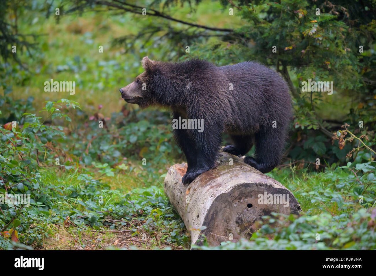 Brown Bear, Ursus arctos, Cub, Bavaria, Germany Stock Photo - Alamy