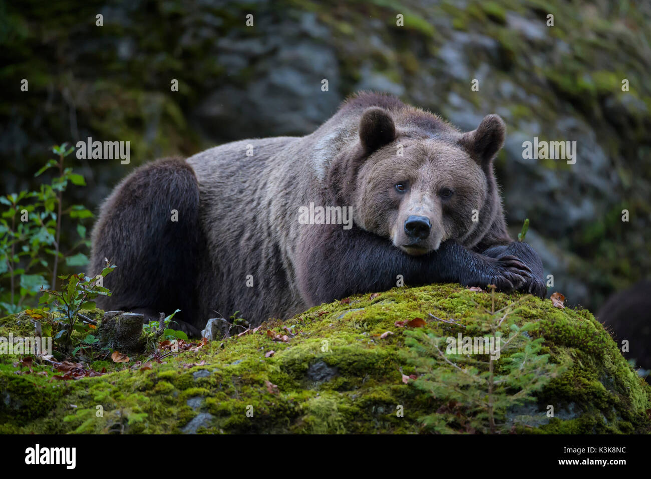 Brown Bear, Ursus arctos, Bavaria, Germany Stock Photo - Alamy