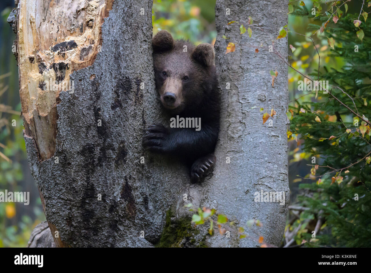 Brown Bear, Ursus arctos, Cub, Bavaria, Germany Stock Photo - Alamy