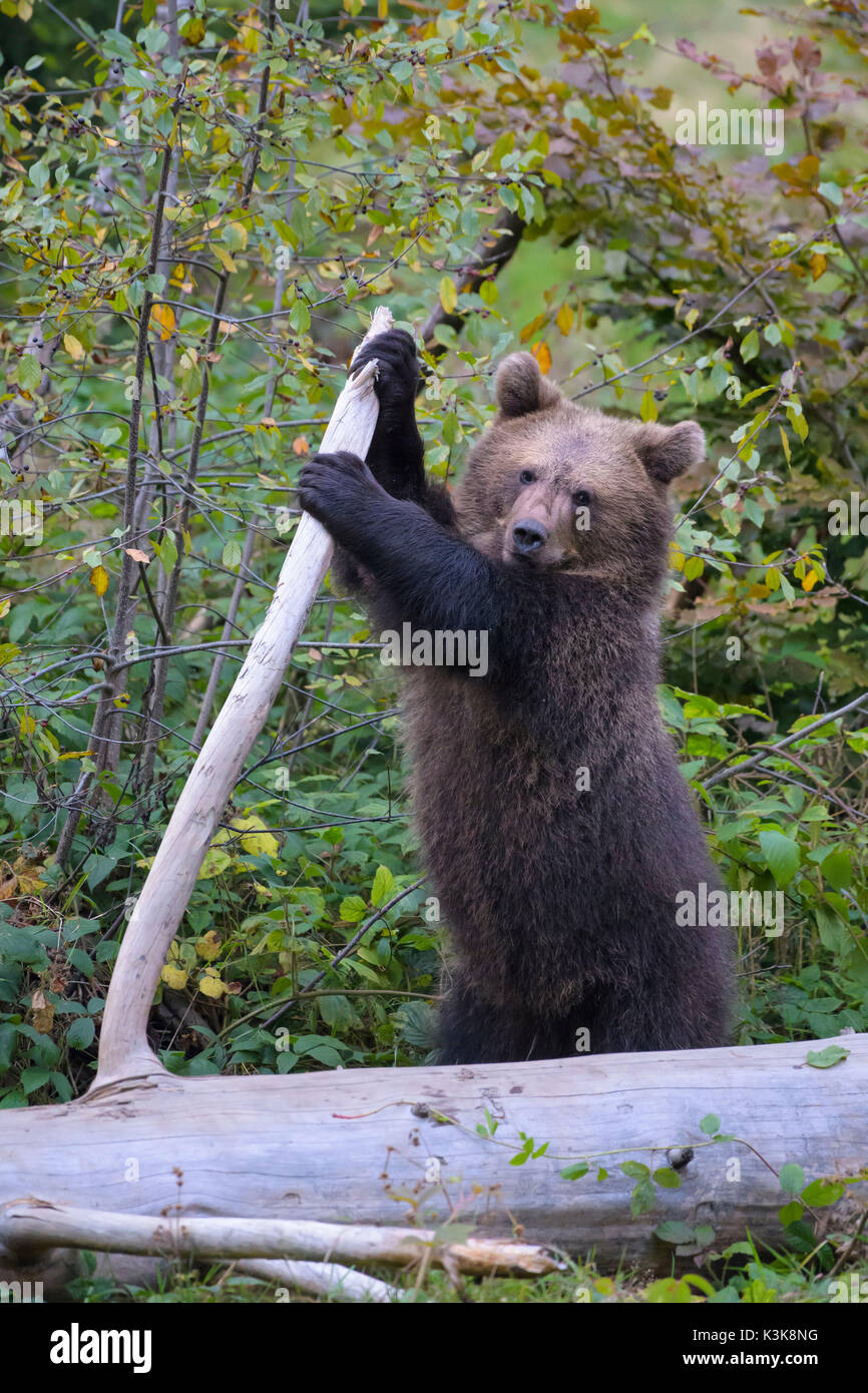 Brown Bear, Ursus arctos, Cub, Bavaria, Germany Stock Photo - Alamy