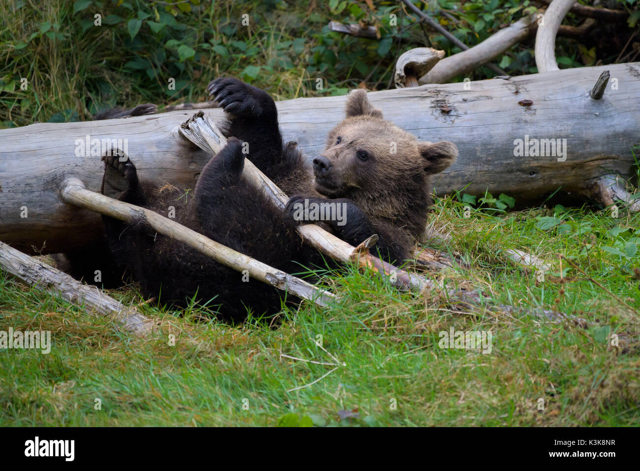Brown Bear, Ursus arctos, Cub, Bavaria, Germany Stock Photo - Alamy