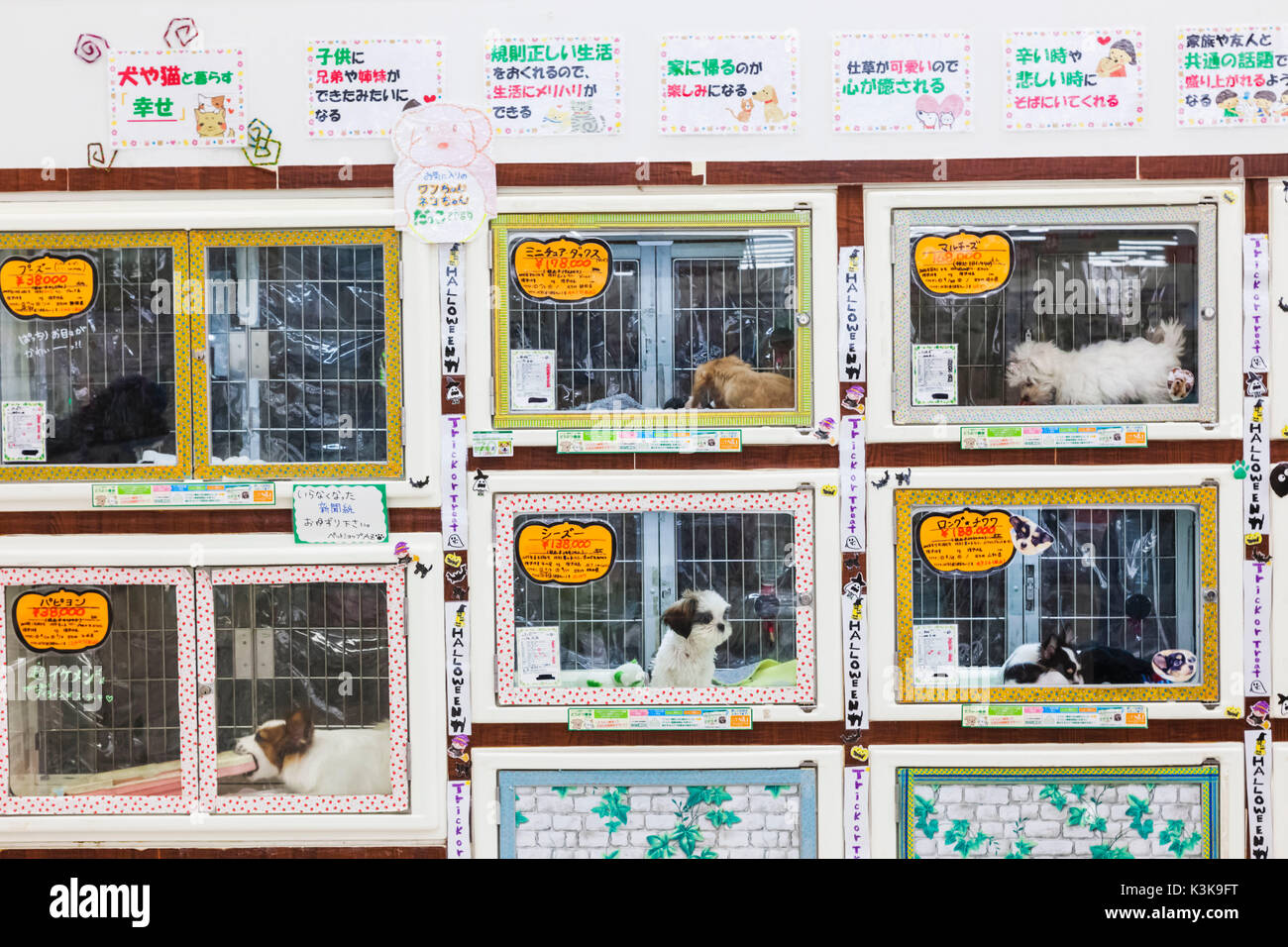 Japan, Hoshu, Yamanashi Prefecture, Kobuchizawa, Supermarket Display of Dogs Stock Photo