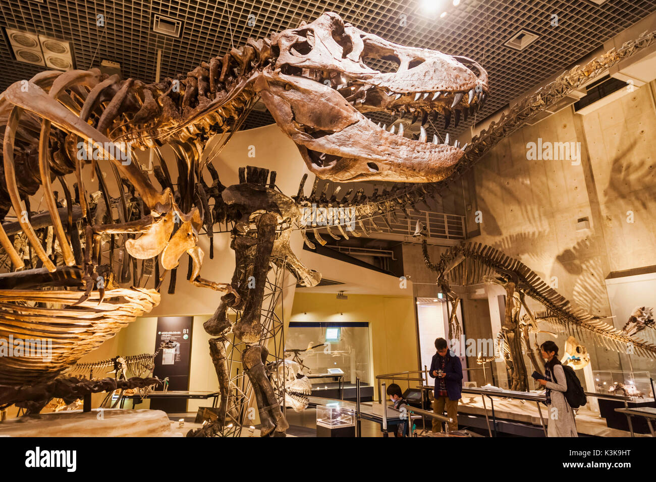 Japan, Hoshu, Tokyo, Ueno Park, National Museum of Nature and Science, Dinosaur Exhibits Stock Photo