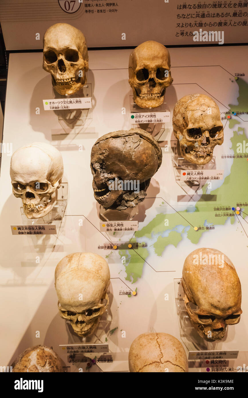 Japan, Hoshu, Tokyo, Ueno Park, National Museum of Nature and Science, Exhibit of Japanese Skull Types Stock Photo