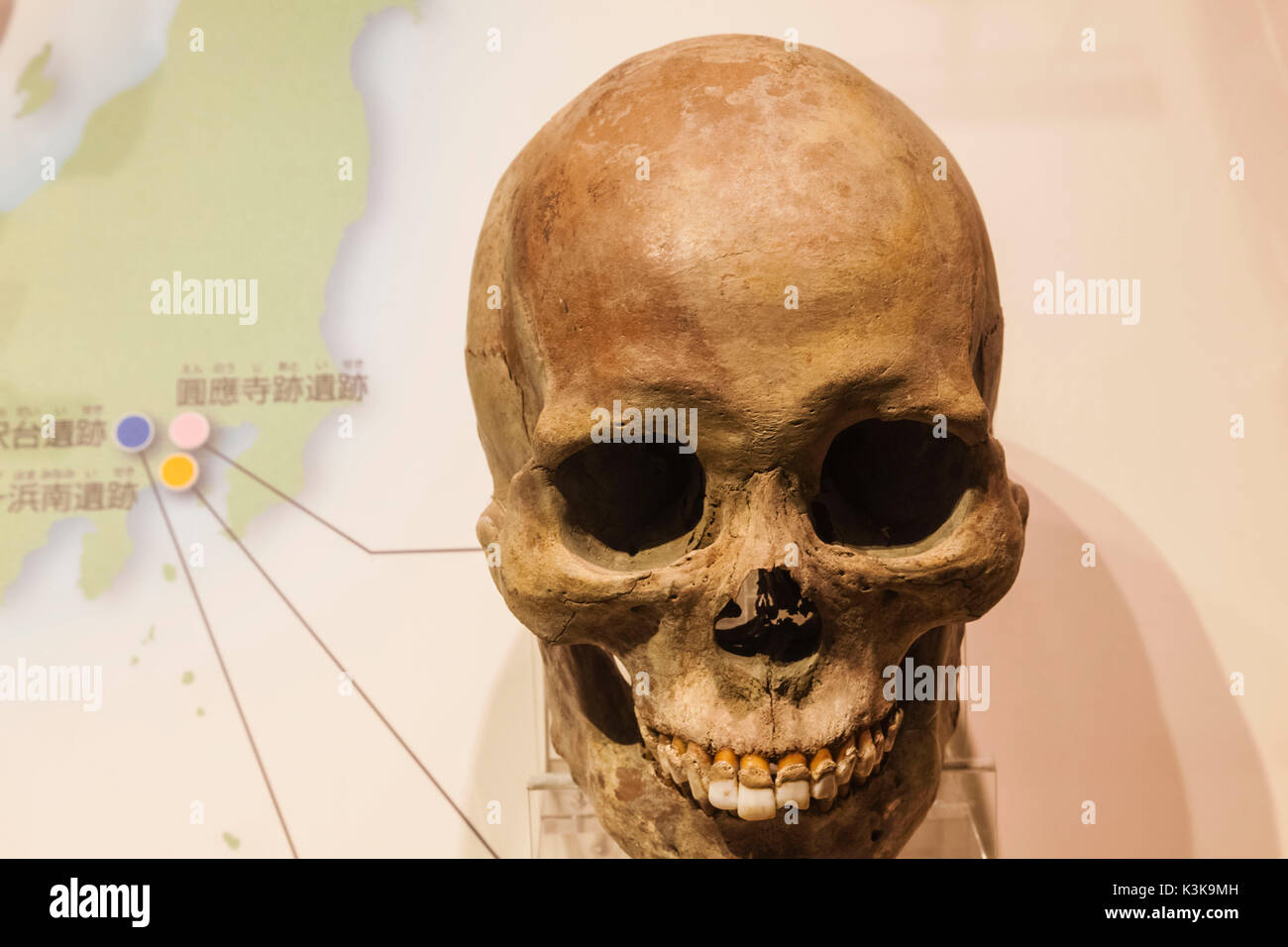 Japan, Hoshu, Tokyo, Ueno Park, National Museum of Nature and Science, Exhibit of Japanese Skull Types Stock Photo