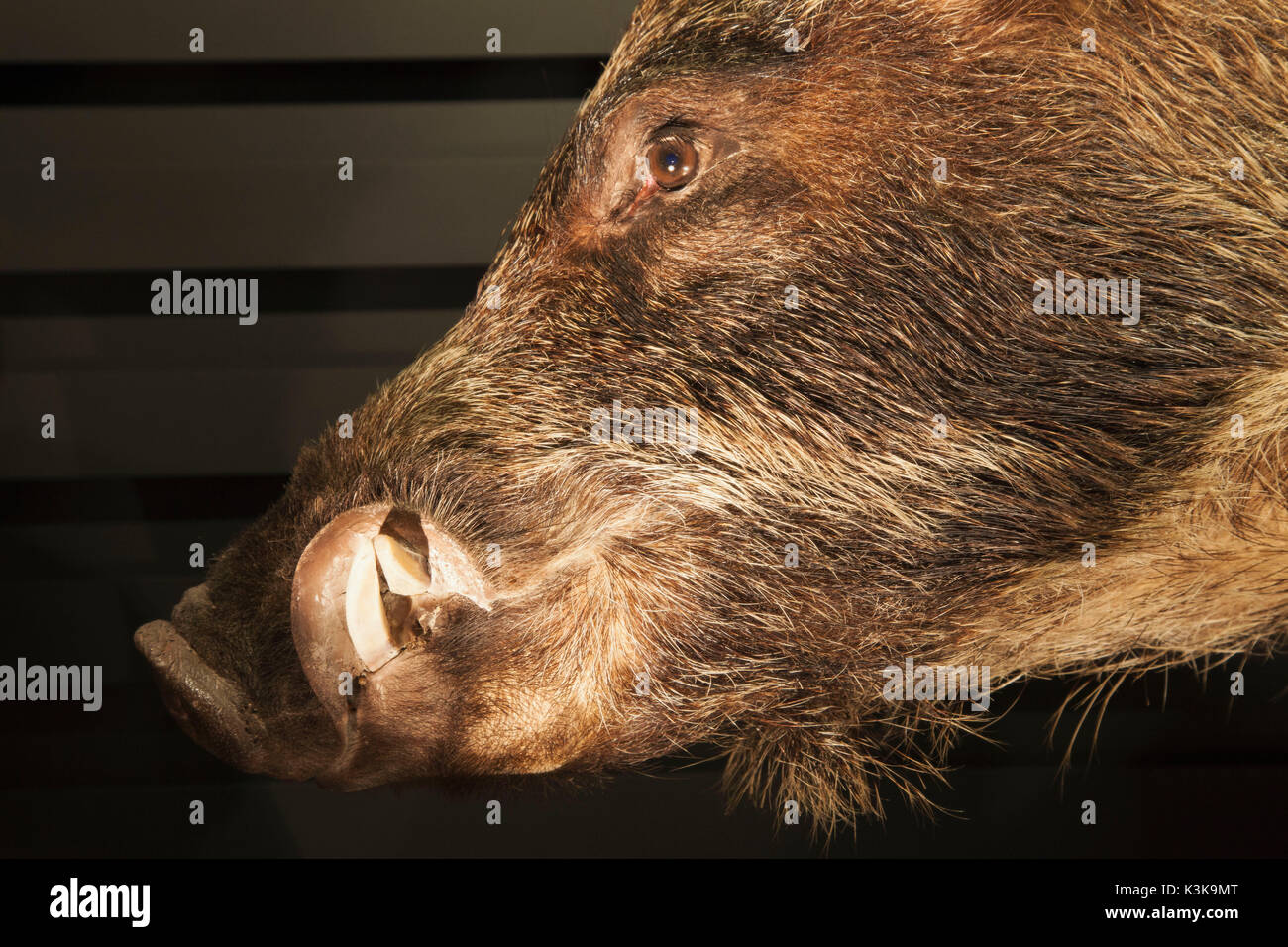 Japan, Hoshu, Tokyo, Ueno Park, National Museum of Nature and Science, Exhibit of Japanese Wild Boar Stock Photo
