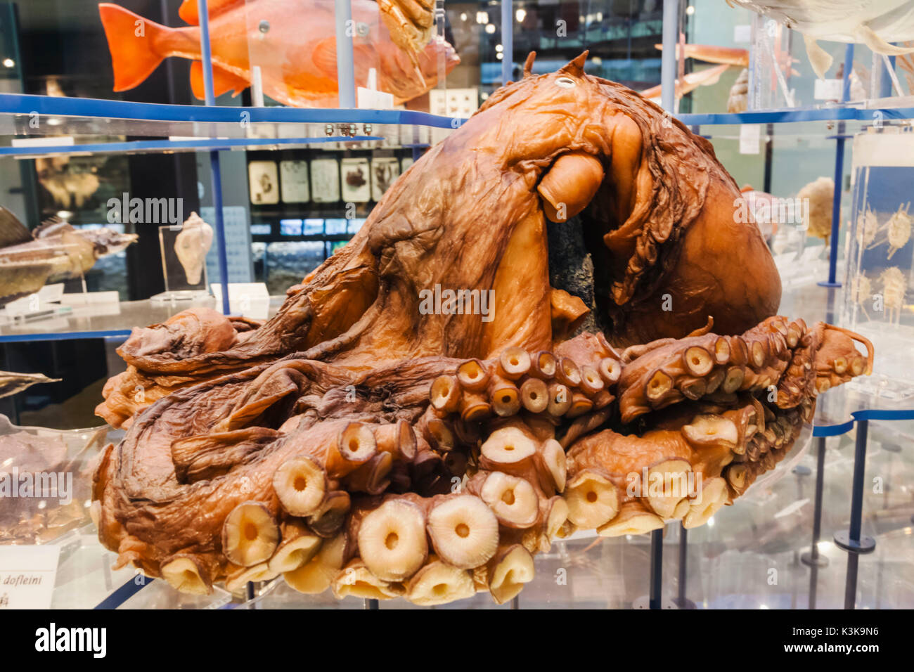 Japan, Hoshu, Tokyo, Ueno Park, National Museum of Nature and Science, Exhibit of Giant Octopus Stock Photo