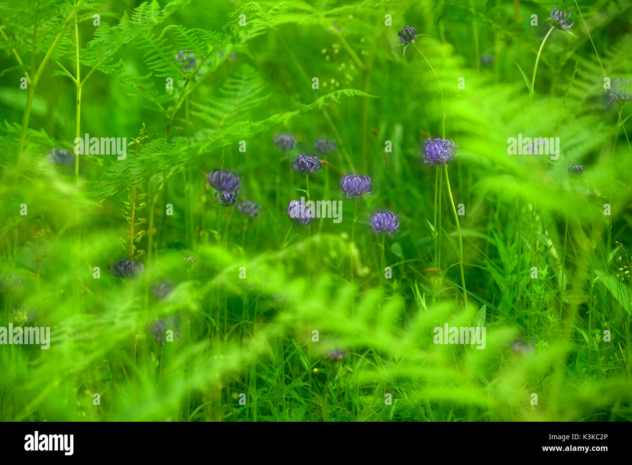 Devil's claws (Campanuloideae) between fresh young fern in a green meadow. Double exposure. Stock Photo