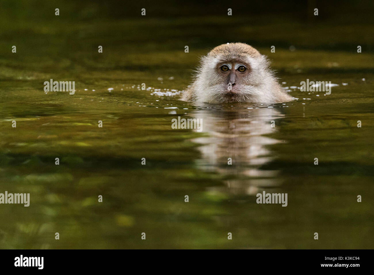 A swimming Makak or Javanese's monkey heads for the camera and looks at the viewer. Stock Photo